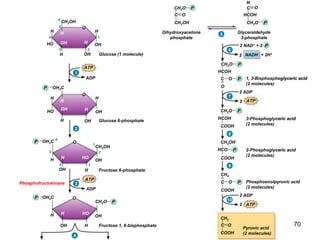 ADP
O
Glucose (1 molecule)
CH2OH
OH
OH
OH
4 1
3 2
5
6
ATP
H H
H
H
HO
1
H
ADP
O
Glucose (1 molecule)
CH2OH
OH
OH
OH
4 1
3 2
5
6
Glucose 6-phosphate
O
OH
OH
OH
OH2C
P
ATP
H
HO
H
H
H
H
H
H
H
HO
1
2
H
H
Phosphofructokinase
ADP
O
Glucose (1 molecule)
CH2OH
OH
OH
OH
4 1
3 2
5
6
Glucose 6-phosphate
O
OH
OH
OH
CH2OH
Fructose 6-phosphate
O
OH
H
OH2C 6
5
4 3
2
1
ADP
P
OH2C
P
ATP
ATP
OH
H
HO
H
H
H
H
H H
H
H
HO
H
HO
1
2
3
H
H
Phosphofructokinase
ADP
O
Glucose (1 molecule)
CH2OH
OH
OH
OH
4 1
3 2
5
6
Glucose 6-phosphate
O
OH
OH
OH
CH2OH
Fructose 6-phosphate
O
OH
H
OH2C 6
5
4 3
2
1
CH2O
Fructose 1, 6-bisphosphate
O
OH
H
OH2C
ADP
P
P
P
OH2C
P
ATP
ATP
OH
H
HO
H
H
H
H
H
H
H
H
H
H
HO
HO
H
HO
OH
1
2
3
4
H
H
Phosphofructokinase
Dihydroxyacetone
phosphate
CH2OH
CH2O
C O
Glyceraldehyde
3-phosphate
HCOH
CH2O
O
H
C
ADP
O
Glucose (1 molecule)
CH2OH
OH
OH
OH
4 1
3 2
5
6
Glucose 6-phosphate
O
OH
OH
OH
CH2OH
Fructose 6-phosphate
O
OH
H
OH2C 6
5
4 3
2
1
CH2O
Fructose 1, 6-bisphosphate
O
OH
H
OH2C
ADP
P
P
P
P
P
OH2C
P
ATP
ATP
OH
H
HO
H
H
H
H
H
H
H
H
H
H
HO
HO
H
HO
OH
1
2
3
4
5
H
H
+ 2H+
NADH
HCOH
C
CH2O
O
O 1, 3-Bisphosphoglyceric acid
(2 molecules)
2
P
P
Phosphofructokinase
Dihydroxyacetone
phosphate
CH2OH
CH2O
C O
Glyceraldehyde
3-phosphate
HCOH
CH2O
O
H
C
ADP
O
Glucose (1 molecule)
CH2OH
OH
OH
OH
4 1
3 2
5
6
Glucose 6-phosphate
O
OH
OH
OH
CH2OH
Fructose 6-phosphate
O
OH
H
OH2C 6
5
4 3
2
1
CH2O
Fructose 1, 6-bisphosphate
O
OH
H
OH2C
ADP
P
P
P
P
P
OH2C
P
ATP
ATP
OH
H
HO
H
H
H
H
H
H
H
H
H
H
HO
HO
H
HO
OH
1
2
3
4
5
6
H
H
2 NAD+ + 2 P
+ 2H+
NADH
HCOH
C
CH2O
O
COOH
O
2
2 ADP
HCOH
CH2O
1, 3-Bisphosphoglyceric acid
(2 molecules)
2
3-Phosphoglyceric acid
(2 molecules)
P
P
P
Phosphofructokinase
Dihydroxyacetone
phosphate
CH2OH
CH2O
C O
Glyceraldehyde
3-phosphate
HCOH
CH2O
O
H
C
ADP
O
Glucose (1 molecule)
CH2OH
OH
OH
OH
4 1
3 2
5
6
Glucose 6-phosphate
O
OH
OH
OH
CH2OH
Fructose 6-phosphate
O
OH
H
OH2C 6
5
4 3
2
1
CH2O
Fructose 1, 6-bisphosphate
O
OH
H
OH2C
ADP
P
P
P
P
P
OH2C
P
ATP
ATP
ATP
OH
H
HO
H
H
H
H
H
H
H
H
H
H
HO
HO
H
HO
OH
1
2
3
4
5
6
7
H
H
2 NAD+ + 2 P
+ 2H+
NADH
HCOH
C
CH2O
O
COOH
O
2
2 ADP
HCOH
CH2O
1, 3-Bisphosphoglyceric acid
(2 molecules)
2
3-Phosphoglyceric acid
(2 molecules)
COOH
CH2OH
HCO 2-Phosphoglyceric acid
(2 molecules)
P
P
P
P
Phosphofructokinase
Dihydroxyacetone
phosphate
CH2OH
CH2O
C O
Glyceraldehyde
3-phosphate
HCOH
CH2O
O
H
C
ADP
O
Glucose (1 molecule)
CH2OH
OH
OH
OH
4 1
3 2
5
6
Glucose 6-phosphate
O
OH
OH
OH
CH2OH
Fructose 6-phosphate
O
OH
H
OH2C 6
5
4 3
2
1
CH2O
Fructose 1, 6-bisphosphate
O
OH
H
OH2C
ADP
P
P
P
P
P
OH2C
P
ATP
ATP
ATP
OH
H
HO
H
H
H
H
H
H
H
H
H
H
HO
HO
H
HO
OH
1
2
3
4
5
6
7
8
H
H
2 NAD+ + 2 P
+ 2H+
NADH
HCOH
C
CH2O
O
COOH
O
2
2 ADP
HCOH
CH2O
1, 3-Bisphosphoglyceric acid
(2 molecules)
2
3-Phosphoglyceric acid
(2 molecules)
COOH
CH2OH
HCO 2-Phosphoglyceric acid
(2 molecules)
COOH
CH2
C O Phosphoenolpyruvic acid
(2 molecules)
P
P
P
P
P
Phosphofructokinase
Dihydroxyacetone
phosphate
CH2OH
CH2O
C O
Glyceraldehyde
3-phosphate
HCOH
CH2O
O
H
C
ADP
O
Glucose (1 molecule)
CH2OH
OH
OH
OH
4 1
3 2
5
6
Glucose 6-phosphate
O
OH
OH
OH
CH2OH
Fructose 6-phosphate
O
OH
H
OH2C 6
5
4 3
2
1
CH2O
Fructose 1, 6-bisphosphate
O
OH
H
OH2C
ADP
P
P
P
P
P
OH2C
P
ATP
ATP
ATP
OH
H
HO
H
H
H
H
H
H
H
H
H
H
HO
HO
H
HO
OH
1
2
3
4
5
6
7
8
9
H
H
2 NAD+ + 2 P
+ 2H+
NADH
2 NAD+ + 2
HCOH
C
CH2O
O
COOH
O
2
2 ADP
P
HCOH
CH2O
1, 3-Bisphosphoglyceric acid
(2 molecules)
2
3-Phosphoglyceric acid
(2 molecules)
COOH
CH2OH
HCO 2-Phosphoglyceric acid
(2 molecules)
Pyruvic acid
(2 molecules)
COOH
CH2
2
2 ADP
C O Phosphoenolpyruvic acid
(2 molecules)
COOH
CH3
C O
P
P
P
P
P
Phosphofructokinase
Dihydroxyacetone
phosphate
CH2OH
CH2O
C O
Glyceraldehyde
3-phosphate
HCOH
CH2O
O
H
C
ADP
O
Glucose (1 molecule)
CH2OH
OH
OH
OH
4 1
3 2
5
6
Glucose 6-phosphate
O
OH
OH
OH
CH2OH
Fructose 6-phosphate
O
OH
H
OH2C 6
5
4 3
2
1
CH2O
Fructose 1, 6-bisphosphate
O
OH
H
OH2C
ADP
P
P
P
P
P
OH2C
P
ATP
ATP
ATP
ATP
OH
H
HO
H
H
H
H
H
H
H
H
H
H
HO
HO
H
HO
OH
1
2
3
4
5
6
7
8
9
10
H
H
70
 