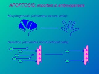 APOPTOSIS:  important in embryogenesis Morphogenesis (eliminates excess cells): Selection (eliminates non-functional cells): 