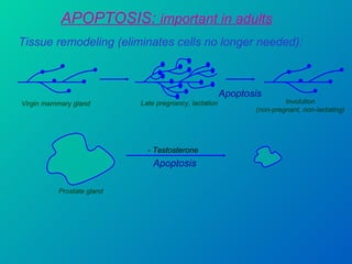APOPTOSIS:  important in adults Tissue remodeling (eliminates cells no longer needed): Virgin mammary gland Late pregnancy, lactation Involution (non-pregnant, non-lactating) Apoptosis Apoptosis - Testosterone Prostate gland  