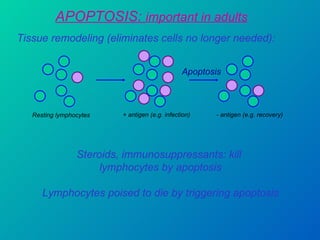 APOPTOSIS:  important in adults Tissue remodeling (eliminates cells no longer needed): Resting lymphocytes + antigen (e.g. infection)  - antigen (e.g. recovery)  Apoptosis Steroids, immunosuppressants: kill  lymphocytes by apoptosis Lymphocytes poised to die by triggering apoptosis 