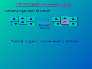 APOPTOSIS:  important in adults Maintains organ size and function : Apoptosis + cell division Cells lost  by apoptosis are replaced by cell division 
