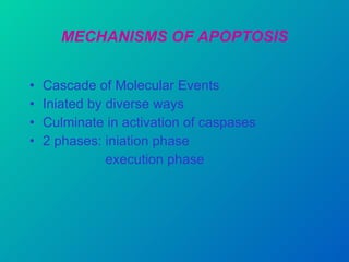 MECHANISMS OF APOPTOSIS Cascade of Molecular Events Iniated by diverse ways Culminate in activation of caspases 2 phases: iniation phase execution phase 