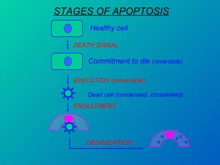 STAGES OF APOPTOSIS Healthy cell DEATH SIGNAL Commitment to die  (reversible) EXECUTION (irreversible) Dead cell (condensed, crosslinked) ENGULFMENT DEGRADATION 
