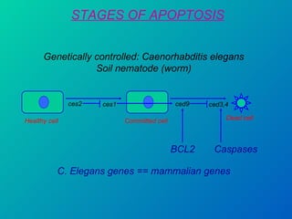 STAGES OF APOPTOSIS Genetically controlled: Caenorhabditis elegans Soil nematode (worm) Healthy cell Dead cell  Committed cell ces2 ces1 ced9 ced3,4 BCL2 Caspases C. Elegans genes == mammalian genes 