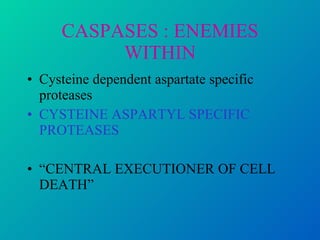 CASPASES : ENEMIES WITHIN Cysteine dependent aspartate specific proteases CYSTEINE ASPARTYL SPECIFIC PROTEASES “ CENTRAL EXECUTIONER OF CELL DEATH” 