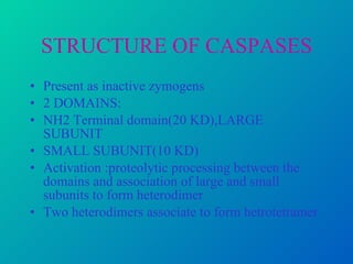 STRUCTURE OF CASPASES Present as inactive zymogens 2 DOMAINS: NH2 Terminal domain(20 KD),LARGE SUBUNIT SMALL SUBUNIT(10 KD) Activation :proteolytic processing between the domains and association of large and small subunits to form heterodimer Two heterodimers associate to form hetrotetramer 