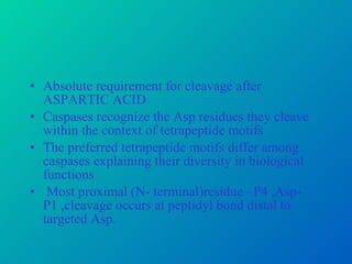 Absolute requirement for cleavage after ASPARTIC ACID Caspases recognize the Asp residues they cleave within the context of tetrapeptide motifs The preferred tetrapeptide motifs differ among caspases explaining their diversity in biological functions Most proximal (N- terminal)residue –P4 ,Asp-P1 ,cleavage occurs at peptidyl bond distal to targeted Asp. 