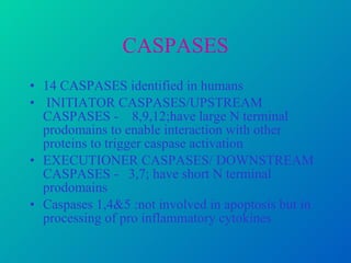CASPASES 14 CASPASES identified in humans  INITIATOR CASPASES/UPSTREAM CASPASES -  8,9,12;have large N terminal prodomains to enable interaction with other proteins to trigger caspase activation EXECUTIONER CASPASES/ DOWNSTREAM CASPASES -  3,7; have short N terminal prodomains Caspases 1,4&5 :not involved in apoptosis but in processing of pro inflammatory cytokines  