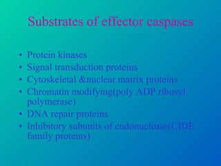 Substrates of effector caspases Protein kinases Signal transduction proteins Cytoskeletal &nuclear matrix proteins Chromatin modifying(poly ADP ribosyl polymerase) DNA repair proteins Inhibitory subunits of endonuclease(CIDE family proteins) 