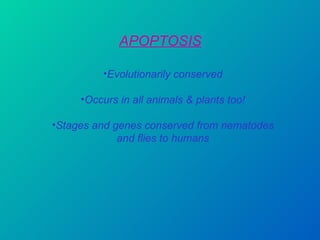APOPTOSIS Evolutionarily conserved Occurs in all animals & plants too! Stages and genes conserved from nematodes and flies to humans 