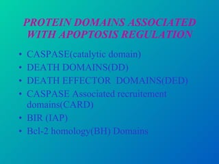 PROTEIN DOMAINS ASSOCIATED WITH APOPTOSIS REGULATION CASPASE(catalytic domain) DEATH DOMAINS(DD) DEATH EFFECTOR  DOMAINS(DED) CASPASE Associated recruitement domains(CARD) BIR (IAP) Bcl-2 homology(BH) Domains 