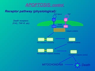 APOPTOSIS:  control   Receptor pathway (physiological): Death receptors: (FAS, TNF-R, etc) FAS ligand TNF Death domains Adaptor proteins Pro-caspase 8 (inactive) Caspase 8 (active) Pro-execution caspase (inactive) Execution caspase (active) Death MITOCHONDRIA 