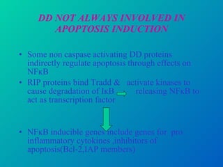 DD NOT ALWAYS INVOLVED IN APOPTOSIS INDUCTION Some non caspase activating DD proteins indirectly regulate apoptosis through effects on NFĸB RIP proteins bind Tradd &  activate kinases to cause degradation of IĸB  releasing NFĸB to act as transcription factor NFĸB inducible genes include genes for  pro inflammatory cytokines ,inhibitors of apoptosis(Bcl-2,IAP members)  