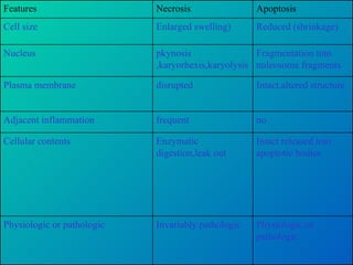 Physiologic or pathologic Invariably pathologic Physiologic or pathologic Intact released into apoptotic bodies Enzymatic digestion,leak out Cellular contents no frequent Adjacent inflammation Intact,altered structure disrupted Plasma membrane Fragmentation into nuleosome fragments pkynosis ,karyorhexis,karyolysis Nucleus Reduced (shrinkage) Enlarged swelling) Cell size Apoptosis Necrosis Features 