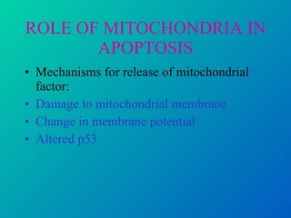 ROLE OF MITOCHONDRIA IN APOPTOSIS Mechanisms for release of mitochondrial factor: Damage to mitochondrial membrane Change in membrane potential Altered p53  