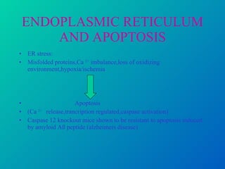 ENDOPLASMIC RETICULUM AND APOPTOSIS ER stress: Misfolded proteins,Ca  2+  imbalance,loss of oxidizing environment,hypoxia/ischemia Apoptosis (Ca  2+  release,trancription regulated,caspase activation) Caspase 12 knockout mice shown to be resistant to apoptosis induced by amyloid Aß peptide (alzheimers disease) 