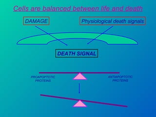 Cells are balanced between life and death DAMAGE Physiological death signals DEATH SIGNAL PROAPOPTOTIC PROTEINS ANTIAPOPTOTIC PROTEINS 