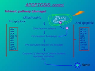 APOPTOSIS:  control  Intrinsic pathway (damage): Mitochondria Cytochrome c release Pro-caspase 9 cleavage Pro-execution caspase (3) cleavage Caspase (3) cleavage of cellular proteins, Nuclease activation,  Etc.  Death BAX BAK BOK BCL-Xs BAD BID B IK BIM NIP3 BNIP3 BCL-2 BCL-XL BCL-W MCL1 BFL1 DIVA NR-13 Several viral proteins Pro apoptotic Anti apoptotic 