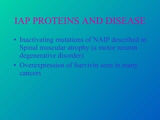 IAP PROTEINS AND DISEASE Inactivating mutations of NAIP described in Spinal muscular atrophy (a motor neuron degenerative disorder) Overexpression of Survivin seen in many cancers  