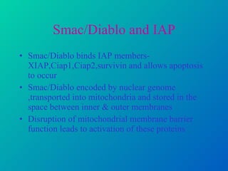 Smac/Diablo and IAP Smac/Diablo binds IAP members- XIAP,Ciap1,Ciap2,survivin and allows apoptosis to occur Smac/Diablo encoded by nuclear genome ,transported into mitochondria and stored in the space between inner & outer membranes Disruption of mitochondrial membrane barrier function leads to activation of these proteins 