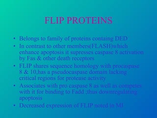 FLIP PROTEINS Belongs to family of proteins containg DED In contrast to other members(FLASH)which enhance apoptosis it supresses caspase 8 activation by Fas & other death receptors FLIP shares sequence homology with procaspase 8 & 10,has a pseudocaspase domain lacking critical regions for protease activity Associates with pro caspase 8 as well as competes with it for binding to Fadd ;thus downregulating apoptosis Decreased expression of FLIP noted in MI 