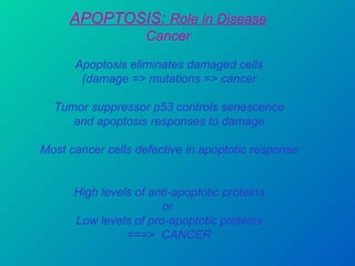 APOPTOSIS:  Role in Disease Cancer Apoptosis eliminates damaged cells (damage => mutations => cancer Tumor suppressor p53 controls senescence and apoptosis responses to damage Most cancer cells defective in apoptotic response High levels of anti-apoptotic proteins or  Low levels of pro-apoptotic proteins ===>  CANCER 