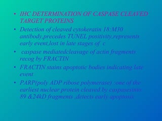 IHC DETERMINATION OF CASPASE CLEAVED TARGET PROTEINS Detection of cleaved cytokeratin 18:M30 antibody,precedes TUNEL positivity,represents early event,lost in late stages of  c caspase mediatedcleavage of actin fragments recog by FRACTIN FRACTIN stains apoptotic bodies indicating late event PARP(poly ADP ribose polymerase) :one of the earliest nuclear protein cleaved by caspasesinto 89 &24kD fragments ,detects early apoptosis 