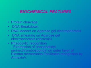 BIOCHEMICAL FEATURES Protein cleavage. DNA Breakdown. DNA ladders on Agarose gel electrophoresis. DNA smearing on Agarose gel electrophoresis.(necrosis) Phagocytic recognition - Expression of phosphatidyl serine,thrombospondin on outer layer of Plasma membranes.Facilitates recognition by AnnexinV. 