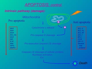 Advances in apoptotic pathways