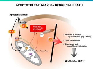 Advances in apoptotic pathways