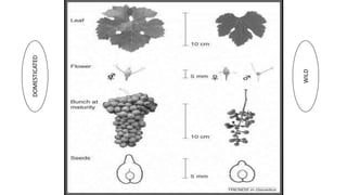 Advances in breeding of grapes | PPTX