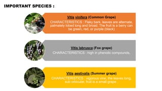 Advances in breeding of grapes | PPTX