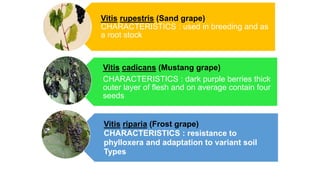 Advances in breeding of grapes | PPTX