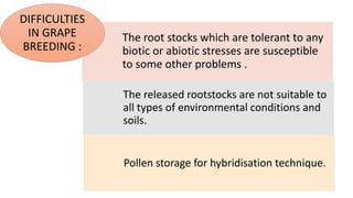 Advances in breeding of grapes | PPTX