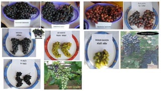 Advances in breeding of grapes | PPTX