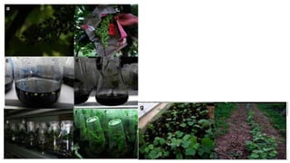 Advances in breeding of grapes | PPTX