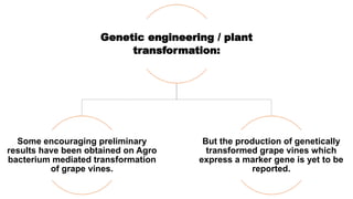 Advances in breeding of grapes | PPTX