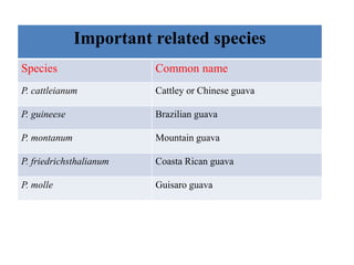 Guisaro Advances in breeding of guava | PPTX