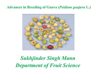 Advances in Breeding of Guava (Psidium guajava L.)
Sukhjinder Singh Mann
Department of Fruit Science
 