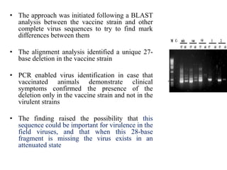 • The approach was initiated following a BLAST
analysis between the vaccine strain and other
complete virus sequences to try to find mark
differences between them
• The alignment analysis identified a unique 27-
base deletion in the vaccine strain
• PCR enabled virus identification in case that
vaccinated animals demonstrate clinical
symptoms confirmed the presence of the
deletion only in the vaccine strain and not in the
virulent strains
• The finding raised the possibility that this
sequence could be important for virulence in the
field viruses, and that when this 28-base
fragment is missing the virus exists in an
attenuated state
 