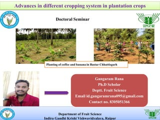 Advances in different cropping system in plantation crops
Department of Fruit Science
Indira Gandhi Krishi Vishwavidyalaya, Raipur
Doctoral Seminar
Gangaram Rana
Ph.D Scholar
Deptt. Fruit Science
Email id.gangaramrana095@gmail.com
Contact no. 8305051366
Planting of coffee and banana in Bastar Chhattisgarh
 