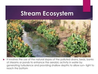 Stream Ecosystem Pic Advances in environmental hygiene | PPTX