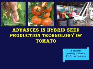 ADVANCES IN HYBRID SEEDADVANCES IN HYBRID SEED
PRODUCTION TECHNOLOGY OFPRODUCTION TECHNOLOGY OF
TOMATOTOMATO
Speaker:
Akshay Chittora
Ph.D. Horticulture
 