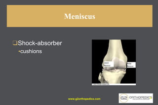 Meniscus
❑Shock-absorber
▪cushions
www.g2orthopedics.com 9
 