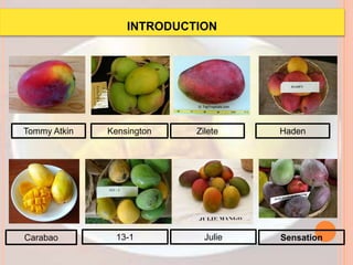 Tommy Atkin Kensington Zilete
Carabao
Haden
13-1 Julie Sensation
INTRODUCTION
 