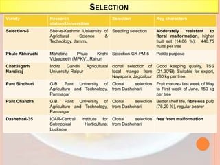 SELECTION
Variety Research
station/Universities
Selection Key characters
Selection-5 Sher-e-Kashmir University of
Agricltural Science &
Technology, Jammu
Seedling selection Moderately resistant to
floral malformation, higher
fruit set (14.66 %), 446.75
fruits per tree
Phule Abhiruchi Mahatma Phule Krishi
Vidyapeeth (MPKV), Rahuri
Selection-GK-PM-5 Pickle purpose
Chattisgarh
Nandiraj
Indira Gandhi Agricultural
University, Raipur
clonal selection of
local mango from
Nayapara, Jagdalpur
Good keeping quality, TSS
(21.30⁰B), Suitable for export,
280 kg per tree
Pant Sindhuri G.B. Pant University of
Agriculture and Technology,
Pantnagar
Clonal selection
from Dashehari
Fruit mature- last week of May
to First week of June, 150 kg
per tree
Pant Chandra G.B. Pant University of
Agriculture and Technology,
Pantnagar
Clonal selection
from Dashehari
Better shelf life, fibreless pulp
(78.29 %), regular bearer
Dashehari-35 ICAR-Central Institute for
Subtropical Horticulture,
Lucknow
Clonal selection
from Dashehari
free from malformation
 
