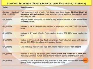SEEDLING SELECTION (PUNJAB AGRICULTURAL UNIVERSITY, LUDHIANA)
Variety Key characters
Gangian Sandhuri
(GN-19) (2006)
Fruit matures in end of July. Fruit large, peel thick, tough, Sindhuri blush at
shoulders with yellow base, juice abundant, stone and fibre. Average fruit yield
is 83.7 kg per tree.
GN1 (1981) Regular bearer, mature in 2nd week of July. Fruit is medium in size, stone small
and fibre absent.
GN2 (1981) matures in the 3rd week of July, medium to large size, skin thick, TSS 25%, stone
small
GN3 (1981) matures in 2nd week of July. Fruits medium in size, TSS 22%, stone medium in
size.
GN4 (1981) mature in 3rd week of July. Fruit extra large, Peel yellowish green with sparse
glands. 21% TSS, stone large and sparsely fibrous.
GN5 (1981) Late maturing, medium size, TSS 22%. Stone medium in size, fibre absent
GN6 (1981) matures in mid July. Fruit large, peel colour yellow with red blush at basal end.
Popularly known as Punjab Beauty. Stone medium, oblong and fibrous all over.
GN7 (1981) maturity occurs in middle of July. medium in size, peel smooth with numerous
glands, stone large in size and fibrous all over the stone
 