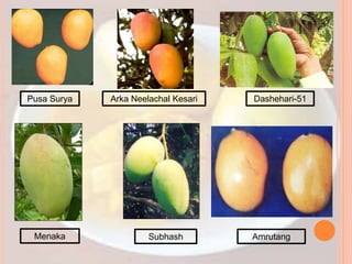 Pusa Surya Arka Neelachal Kesari Dashehari-51
Menaka Subhash Amrutang
 