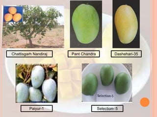 Pant Chandra
Chattisgarh Nandiraj Dashehari-35
Paiyur-1 Selection- 5
 