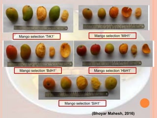 (Bhoyar Mahesh, 2016)
Mango selection ‘SiH1’
Mango selection ‘BdH1’ Mango selection ‘HbH1’
Mango selection ‘TrK1’ Mango selection ‘MiH1’
 